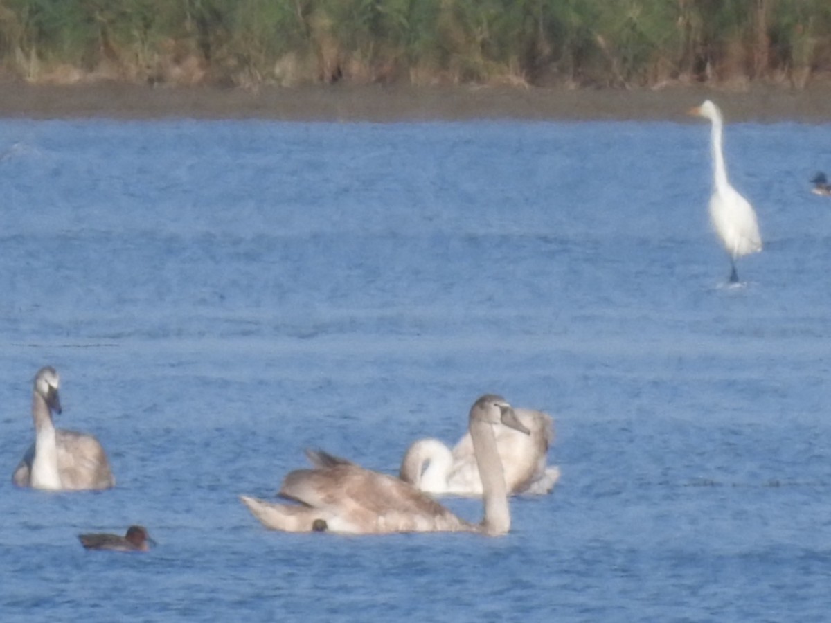 Tundra Swan - ML636363400