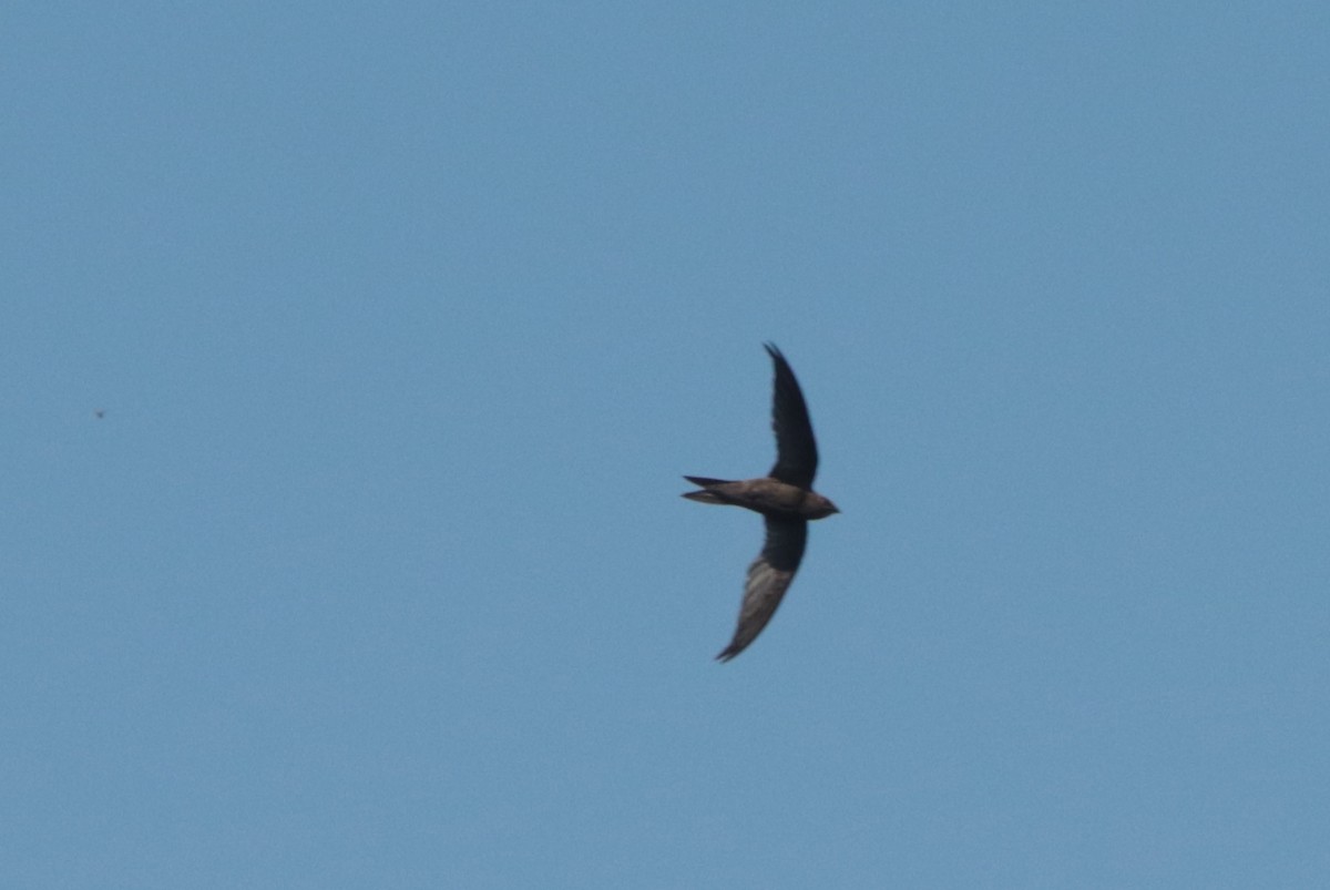 African Swift - ML636363480