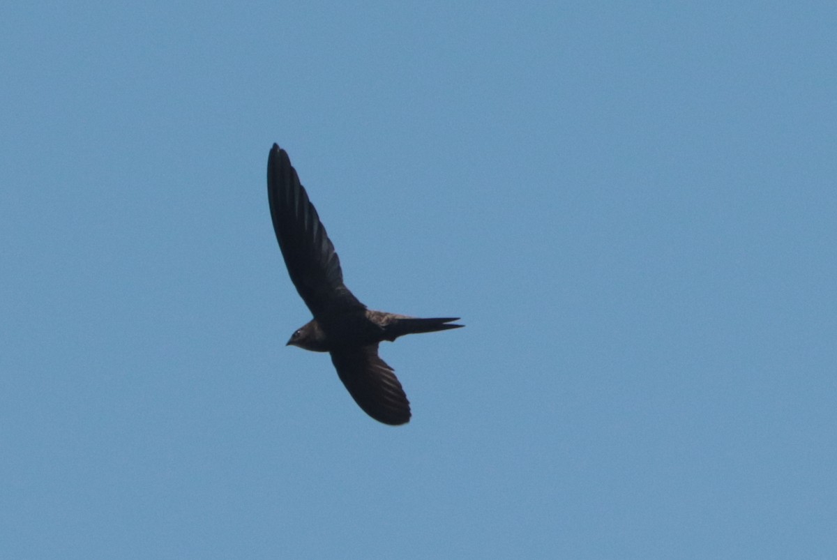 African Swift - ML636363482