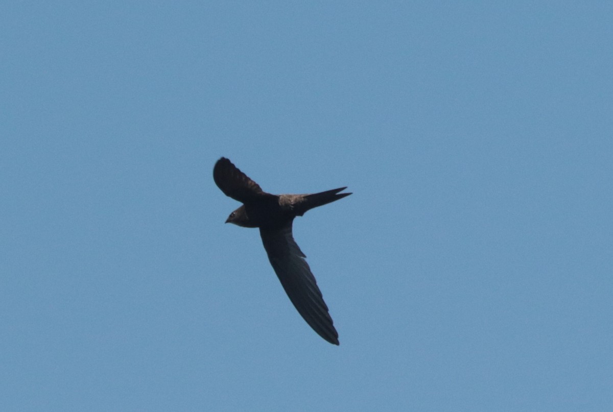 African Swift - ML636363483