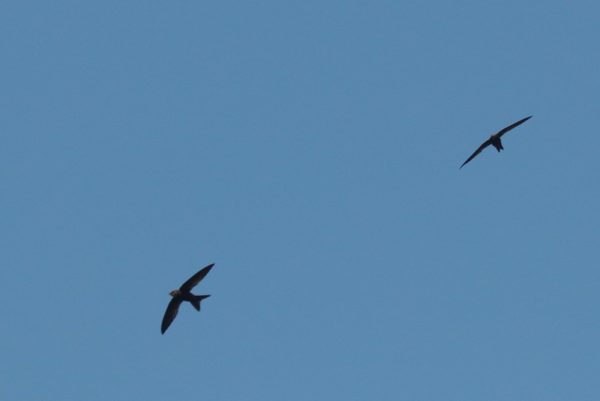 African Swift - ML636363584