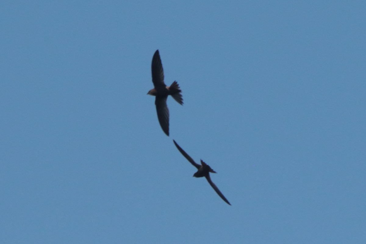 African Swift - ML636363585