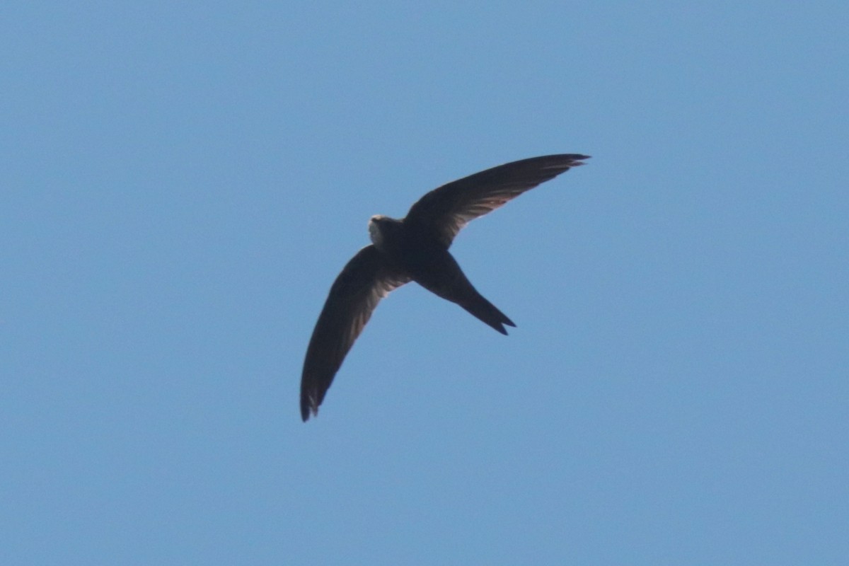 African Swift - ML636363586