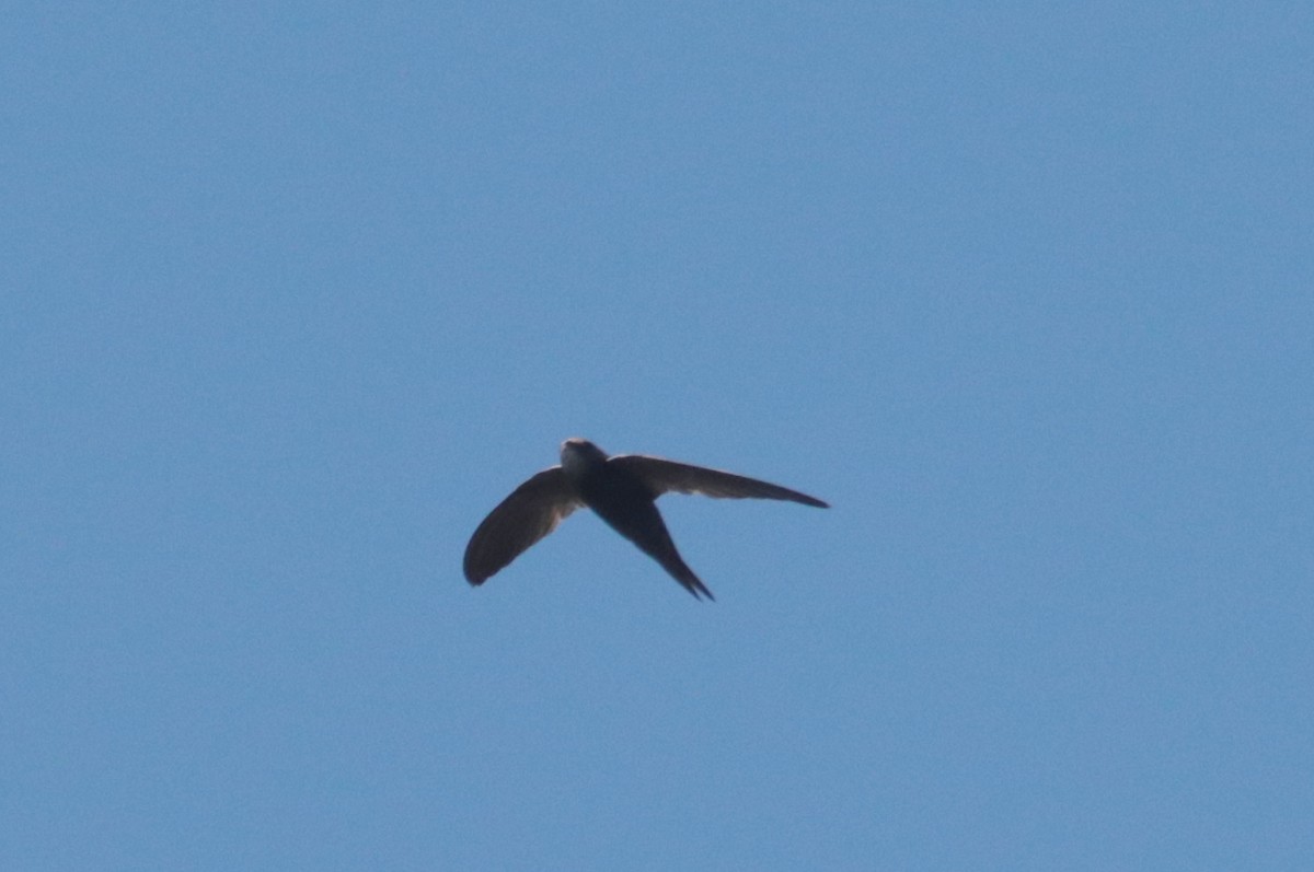 African Swift - ML636363587