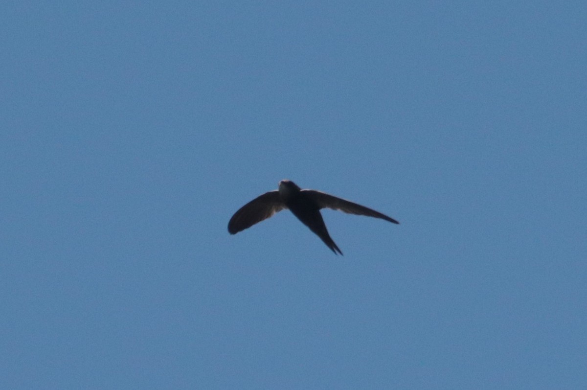 African Swift - ML636363588