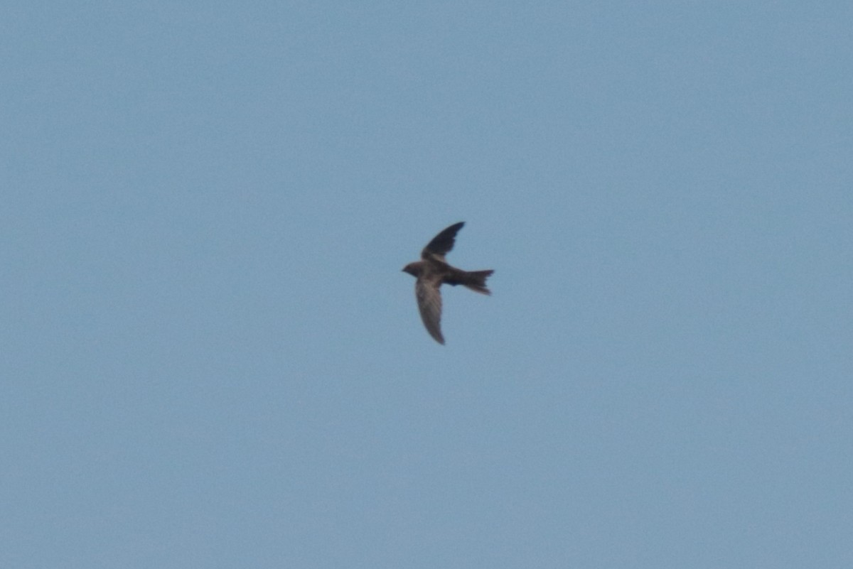 African Swift - ML636363589