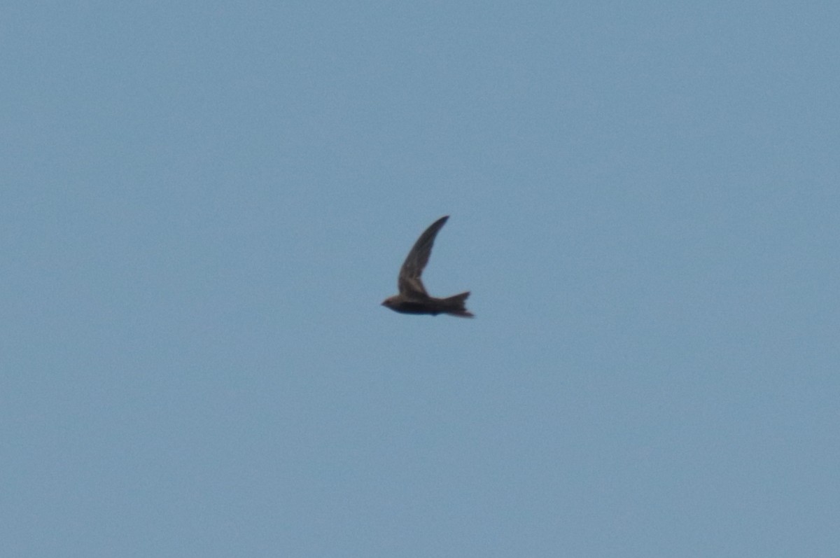 African Swift - ML636363590