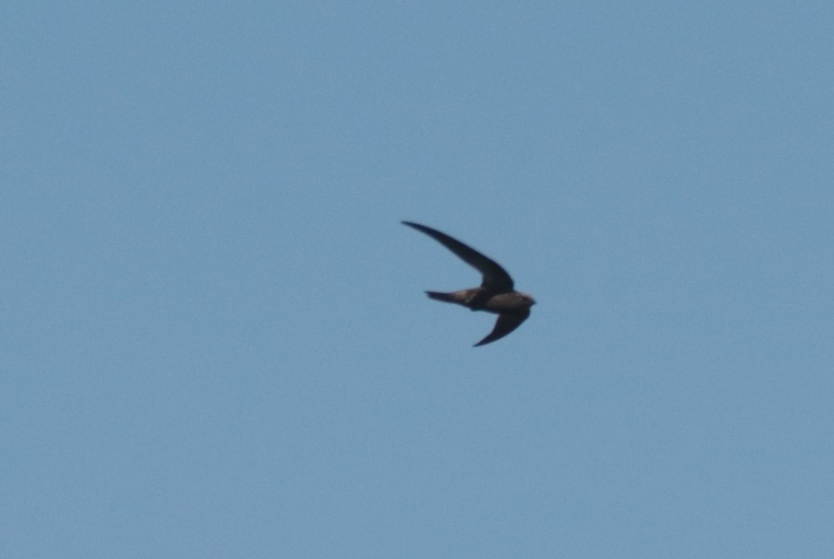 African Swift - ML636363591