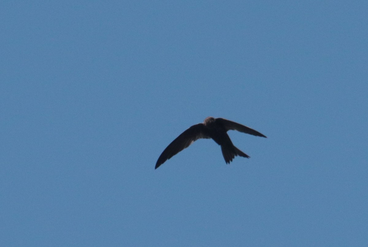 African Swift - ML636363592