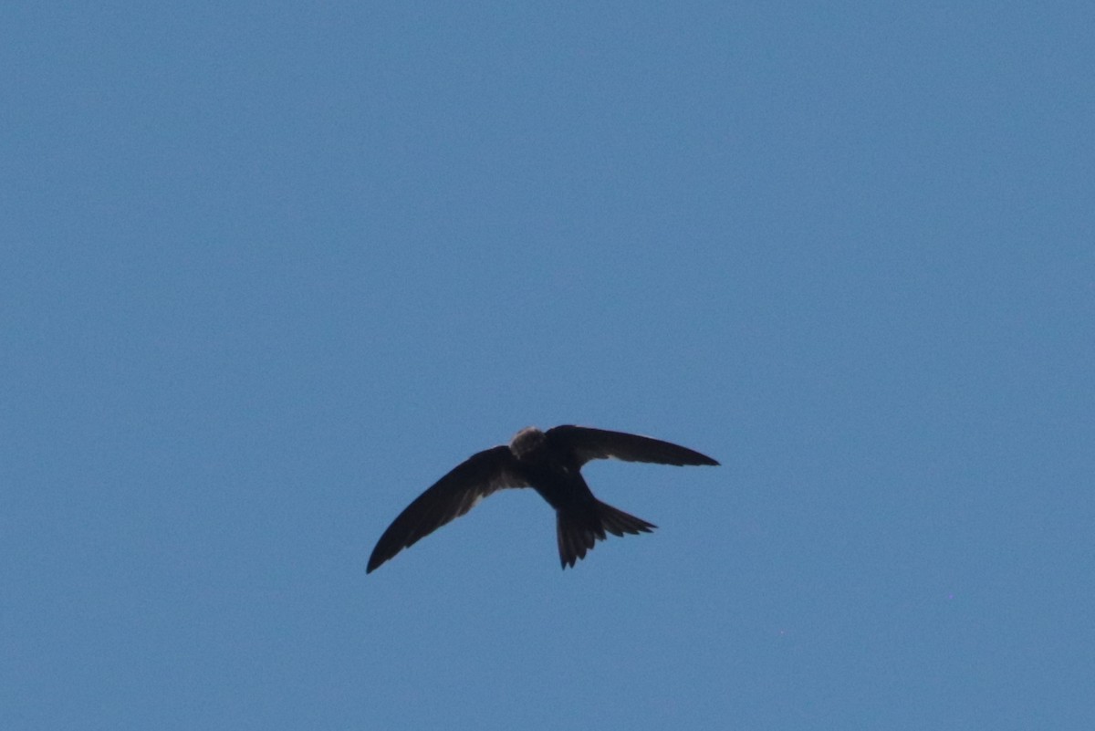 African Swift - ML636363593