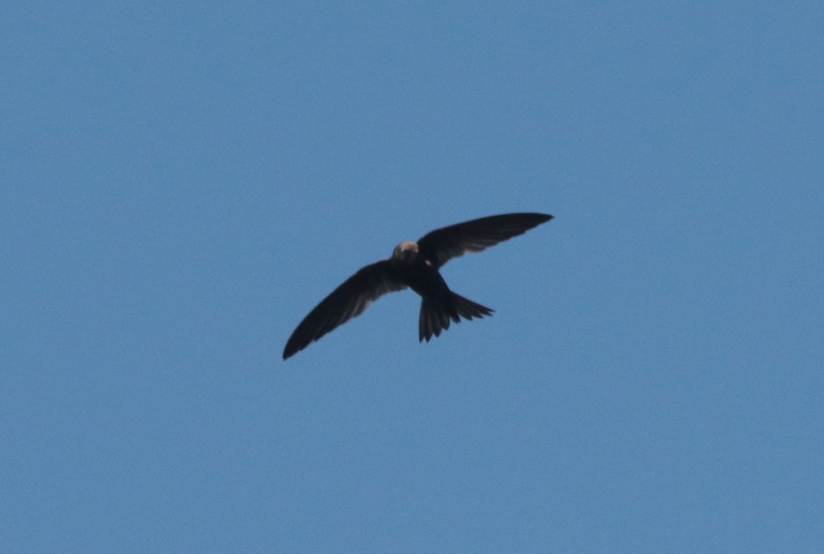 African Swift - ML636363594