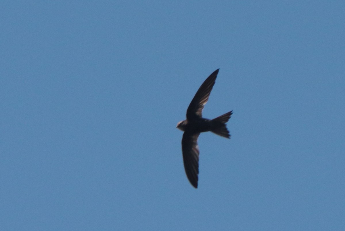 African Swift - ML636363595