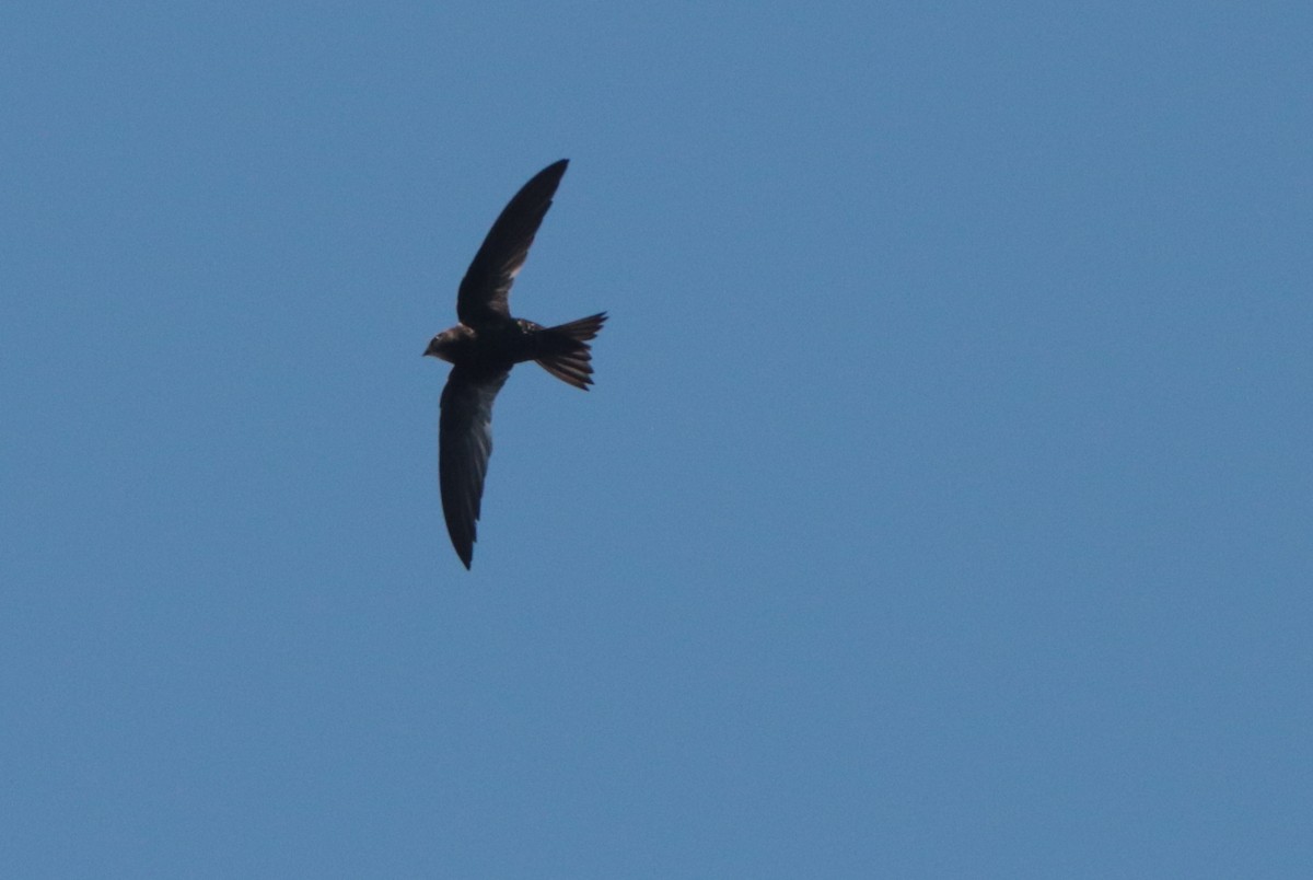 African Swift - ML636363596