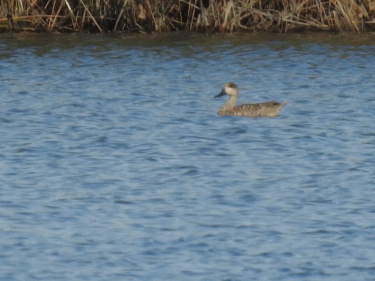 Marbled Duck - ML636363597