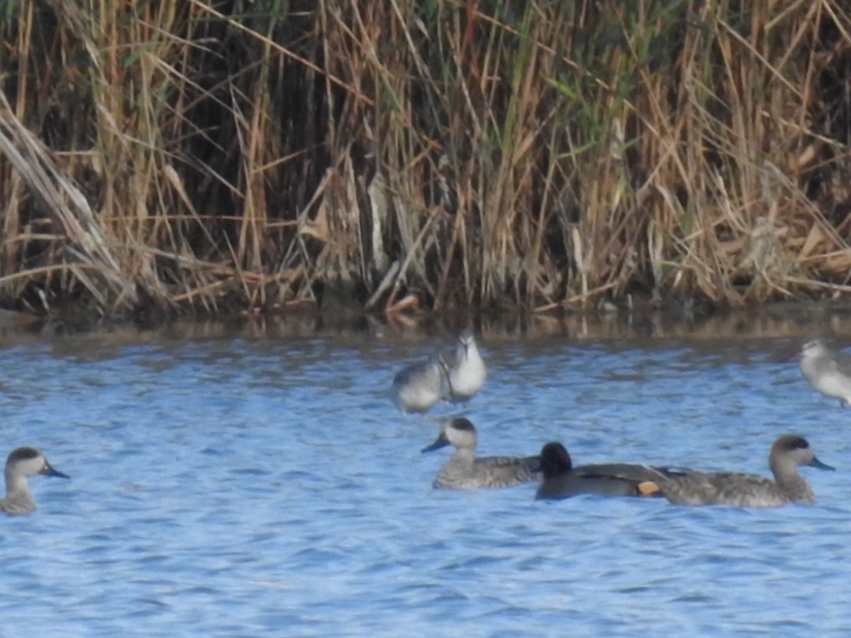 Marbled Duck - ML636363598