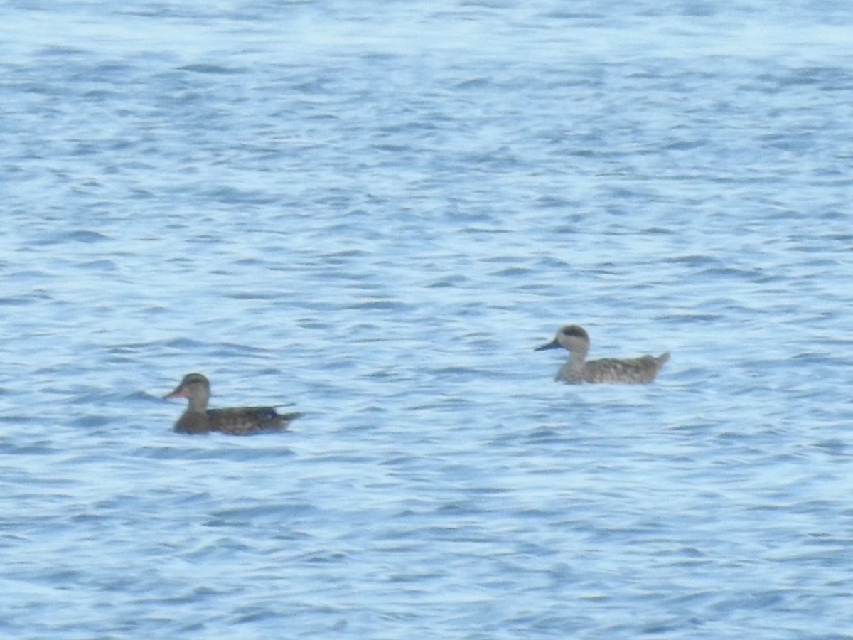 Marbled Duck - ML636363599