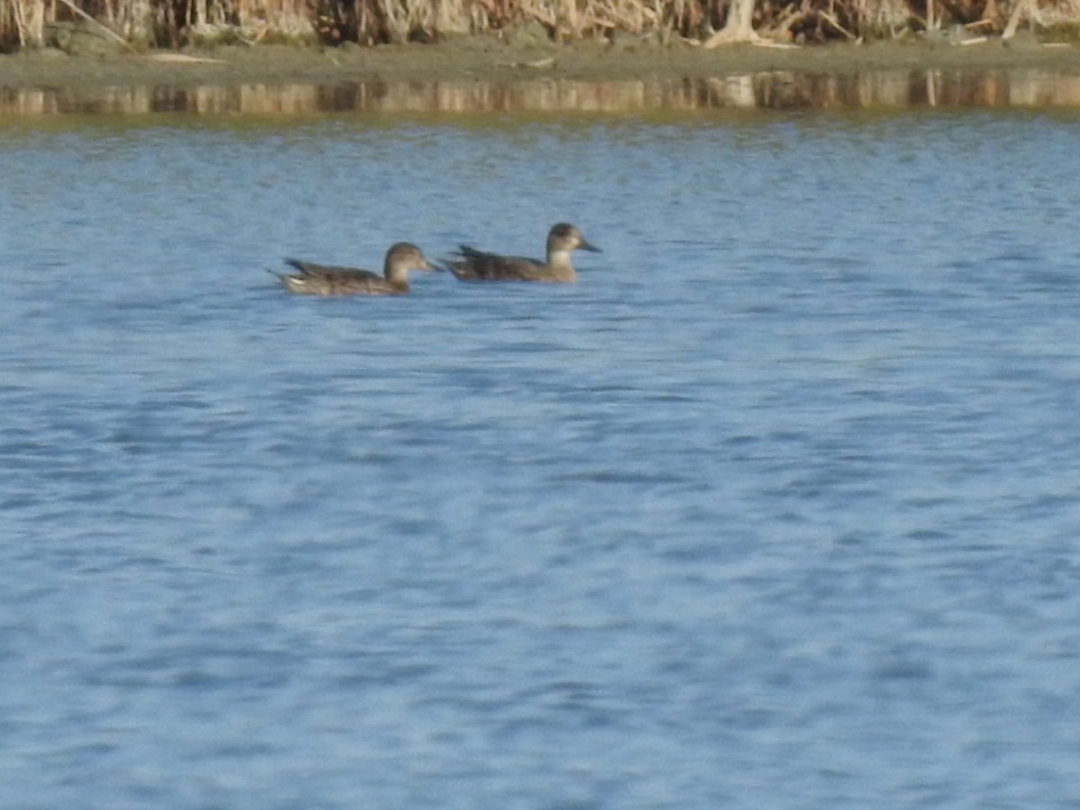Marbled Duck - ML636363600