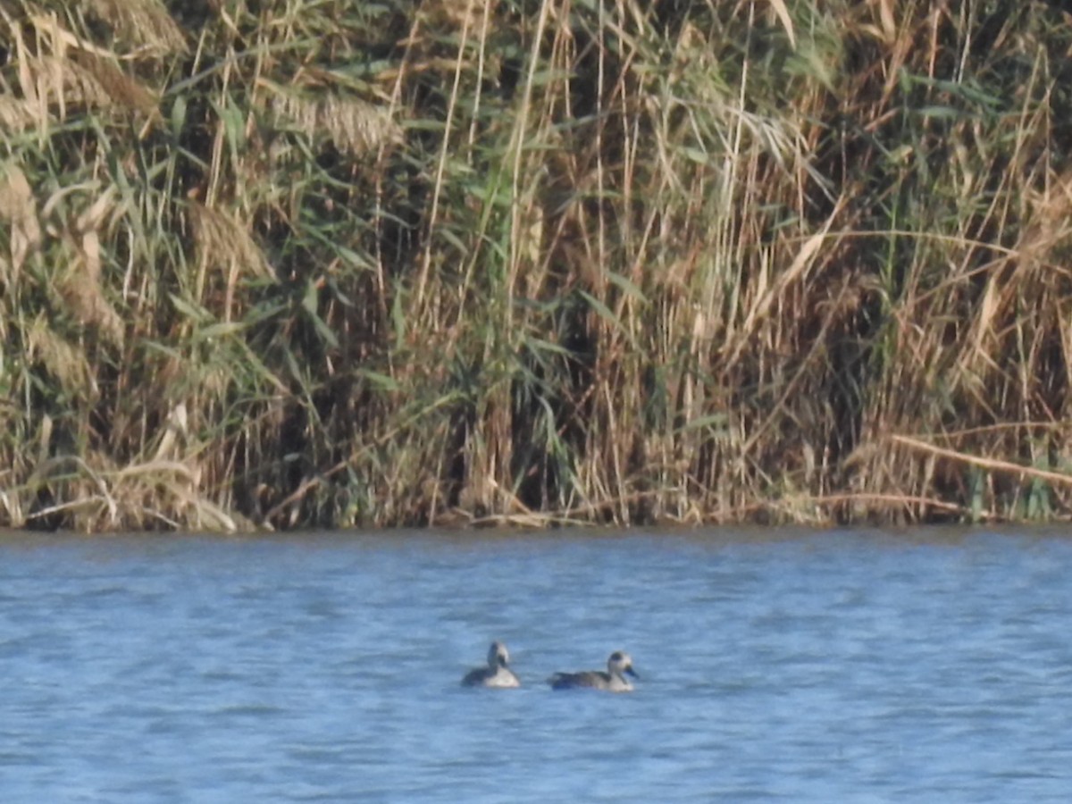 Marbled Duck - ML636363601