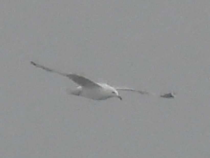 Ring-billed Gull - ML636363608
