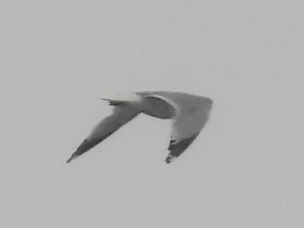 Ring-billed Gull - ML636363609