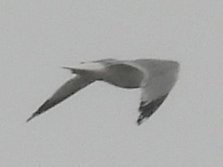 Ring-billed Gull - ML636363610