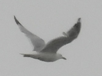 Ring-billed Gull - ML636363611