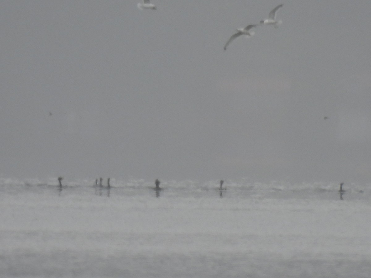 Ring-billed Gull - ML636363613