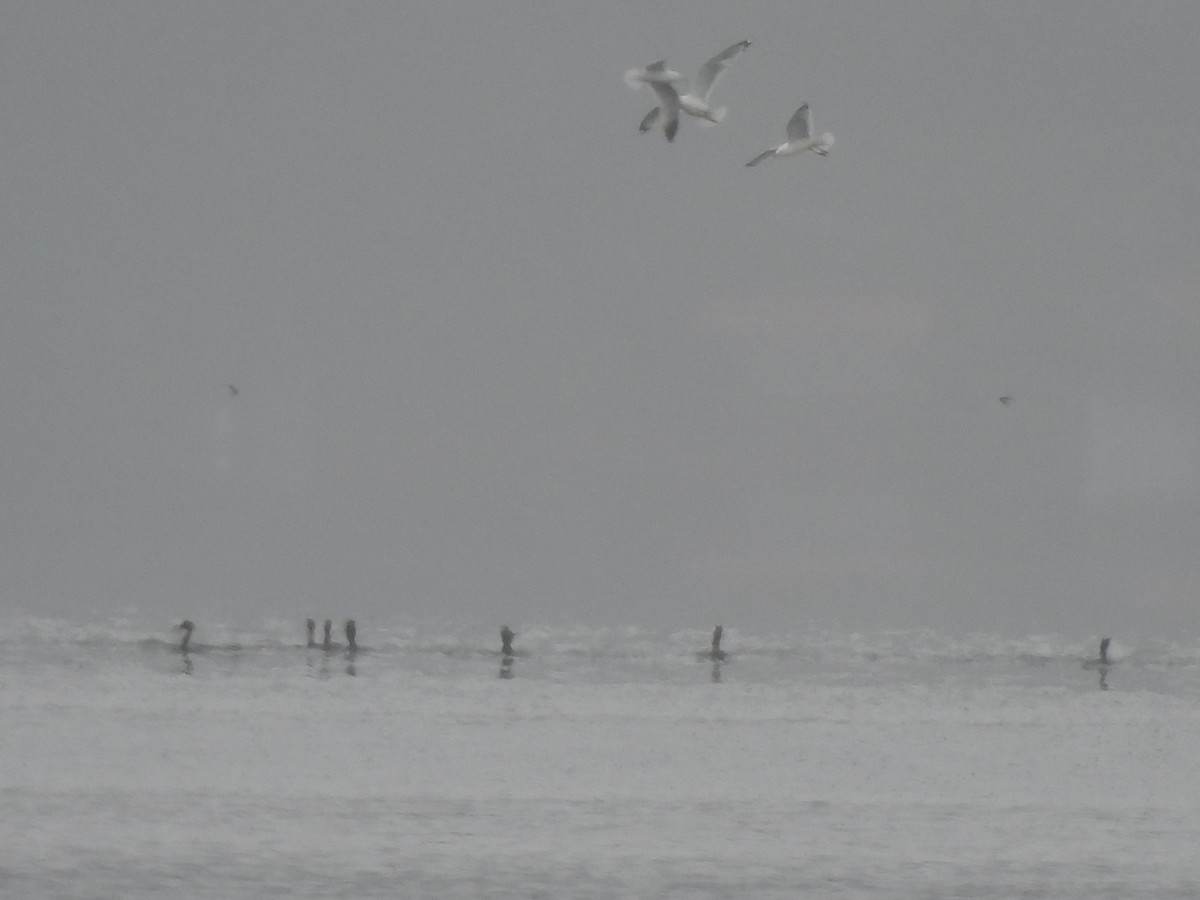 Ring-billed Gull - ML636363614