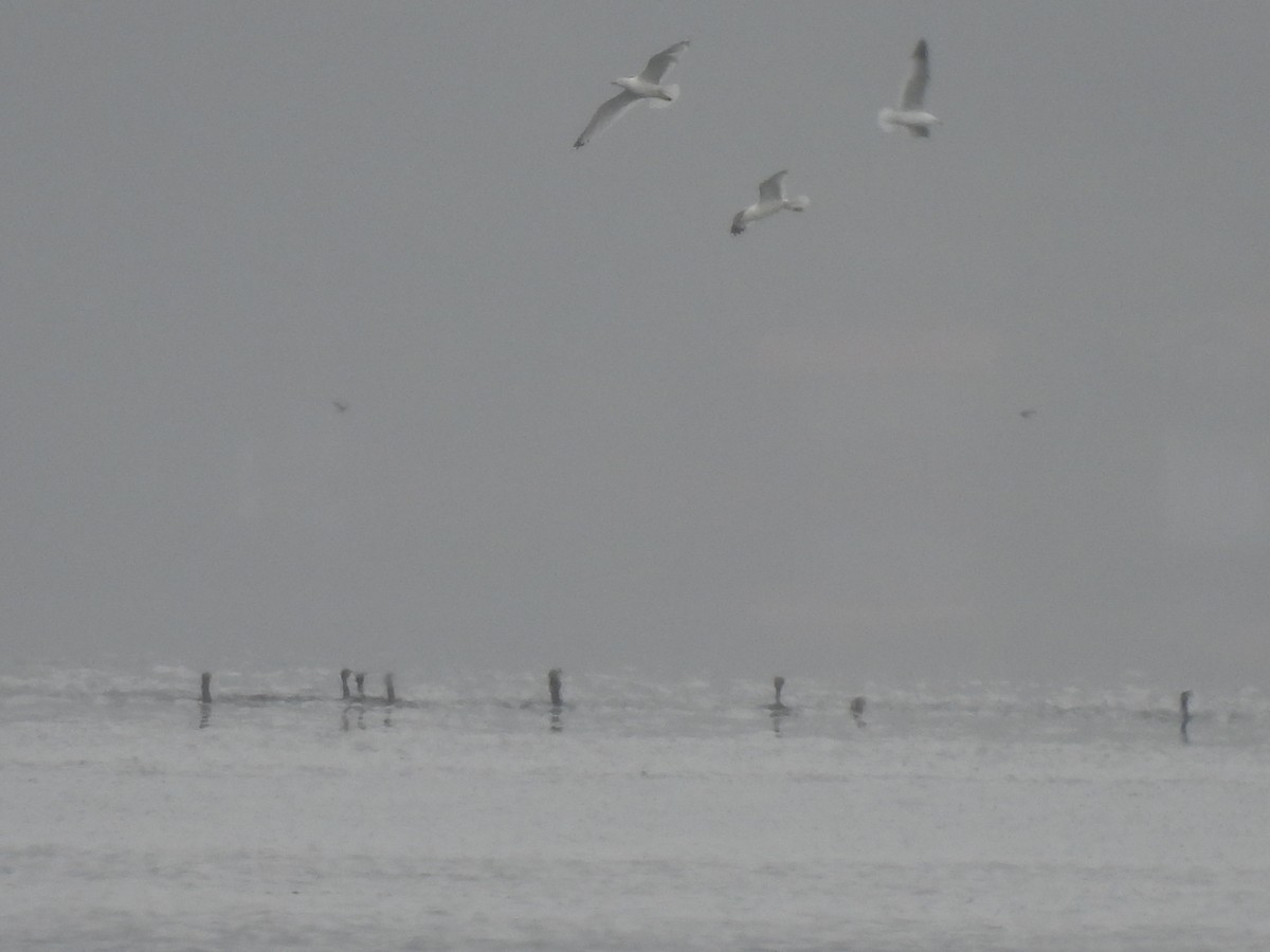 Ring-billed Gull - ML636363617
