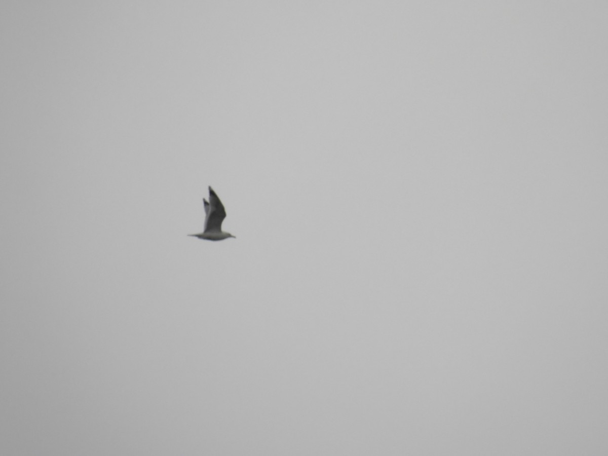 Ring-billed Gull - ML636363618