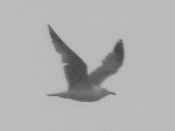 цахлай - ML636363640