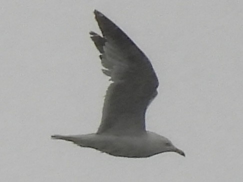 цахлай - ML636363641