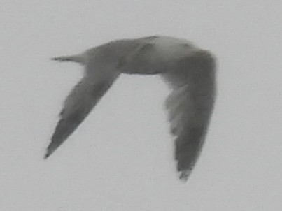 цахлай - ML636363644