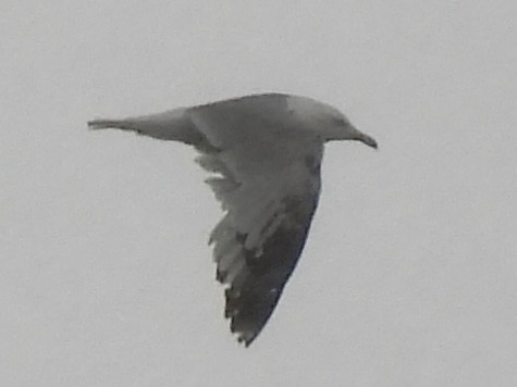 цахлай - ML636363645