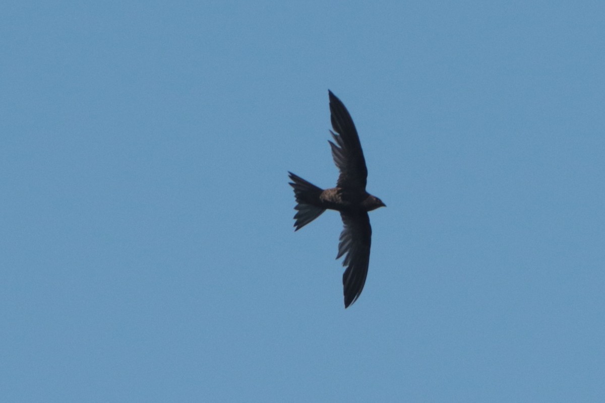 African Swift - ML636363692
