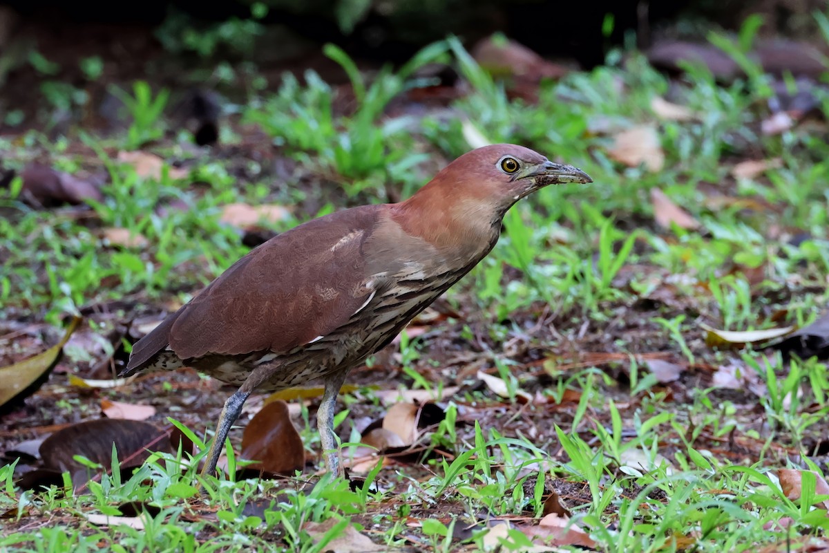 Japanese Night Heron - ML636363753