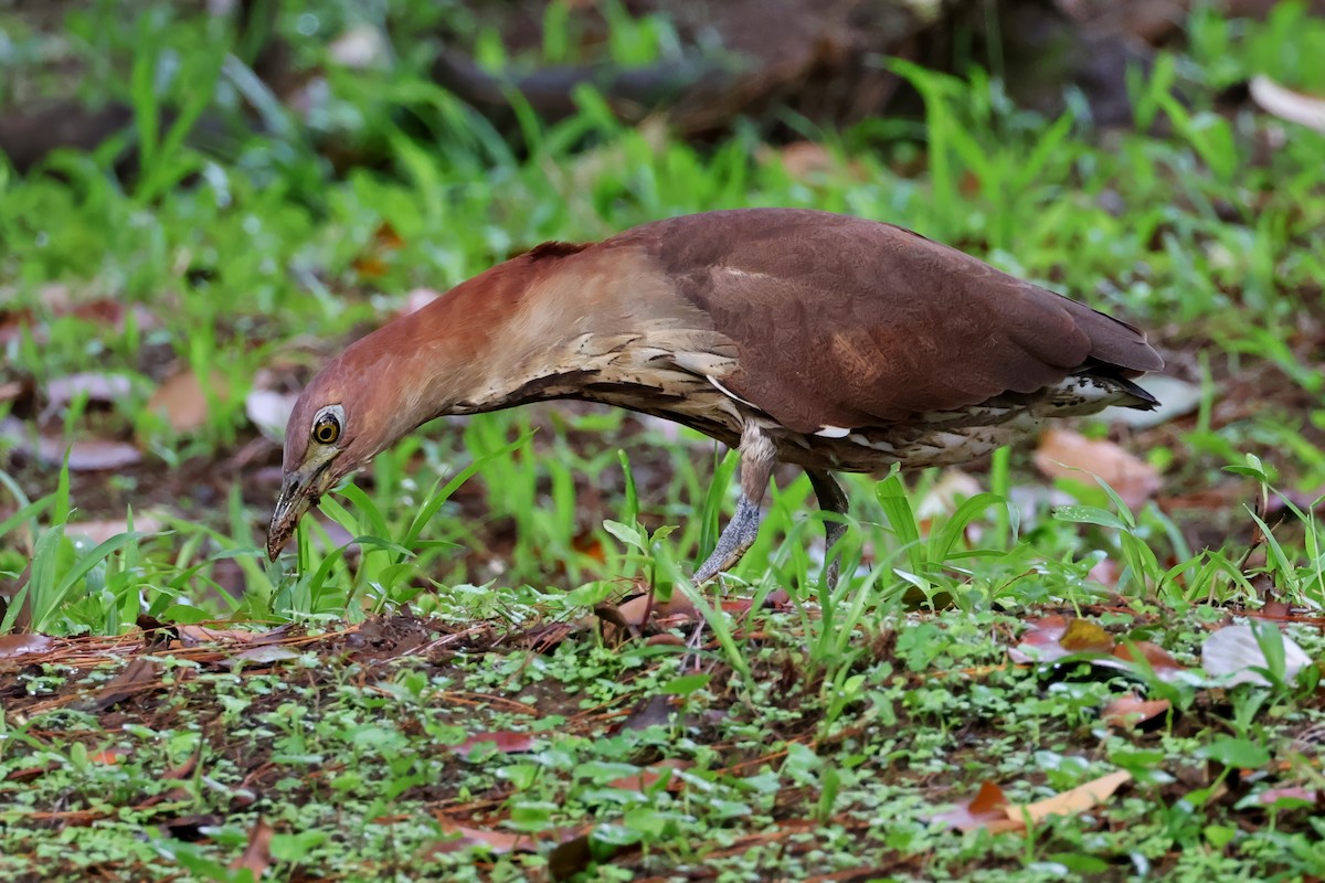 Japanese Night Heron - ML636363754