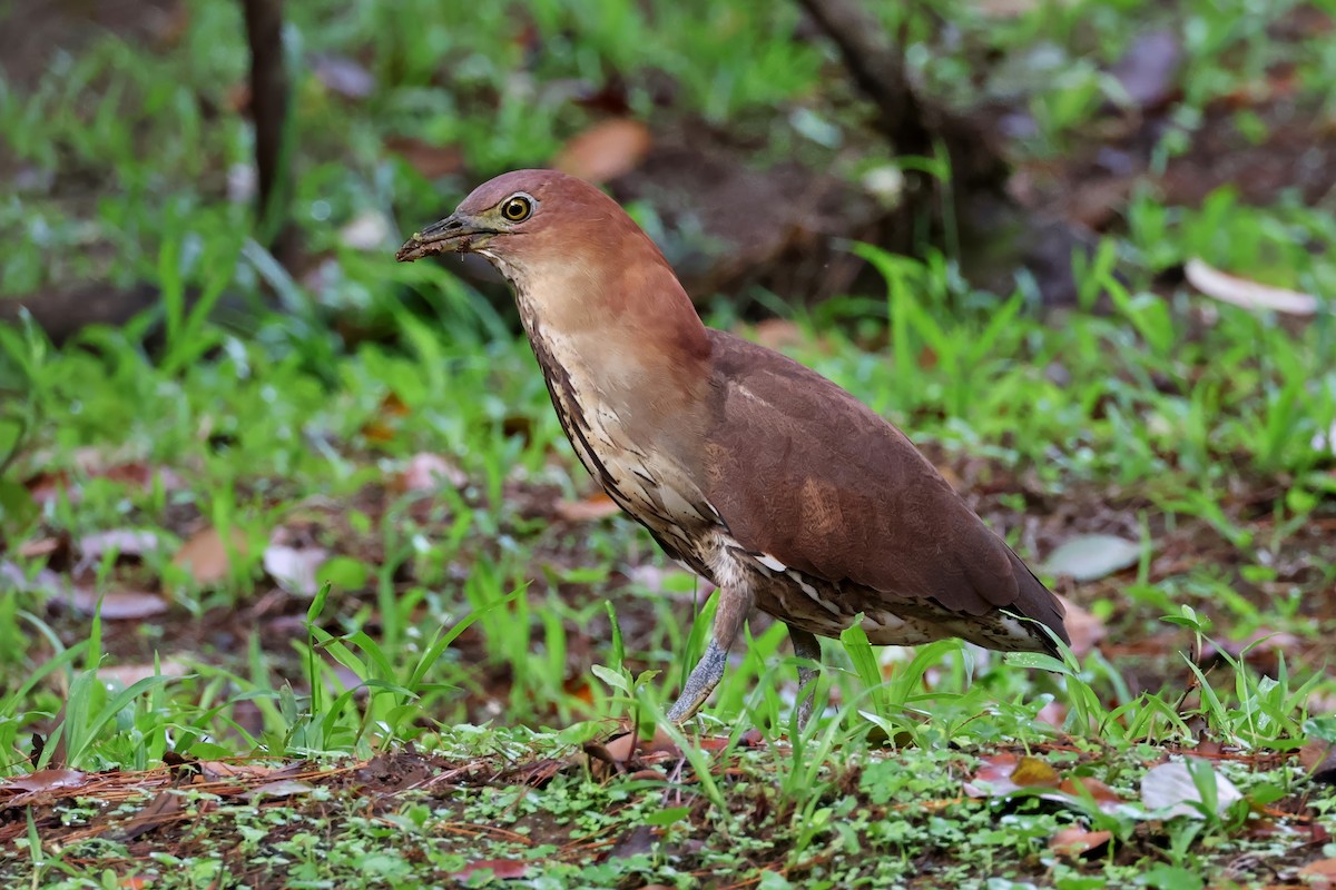 Japanese Night Heron - ML636363756