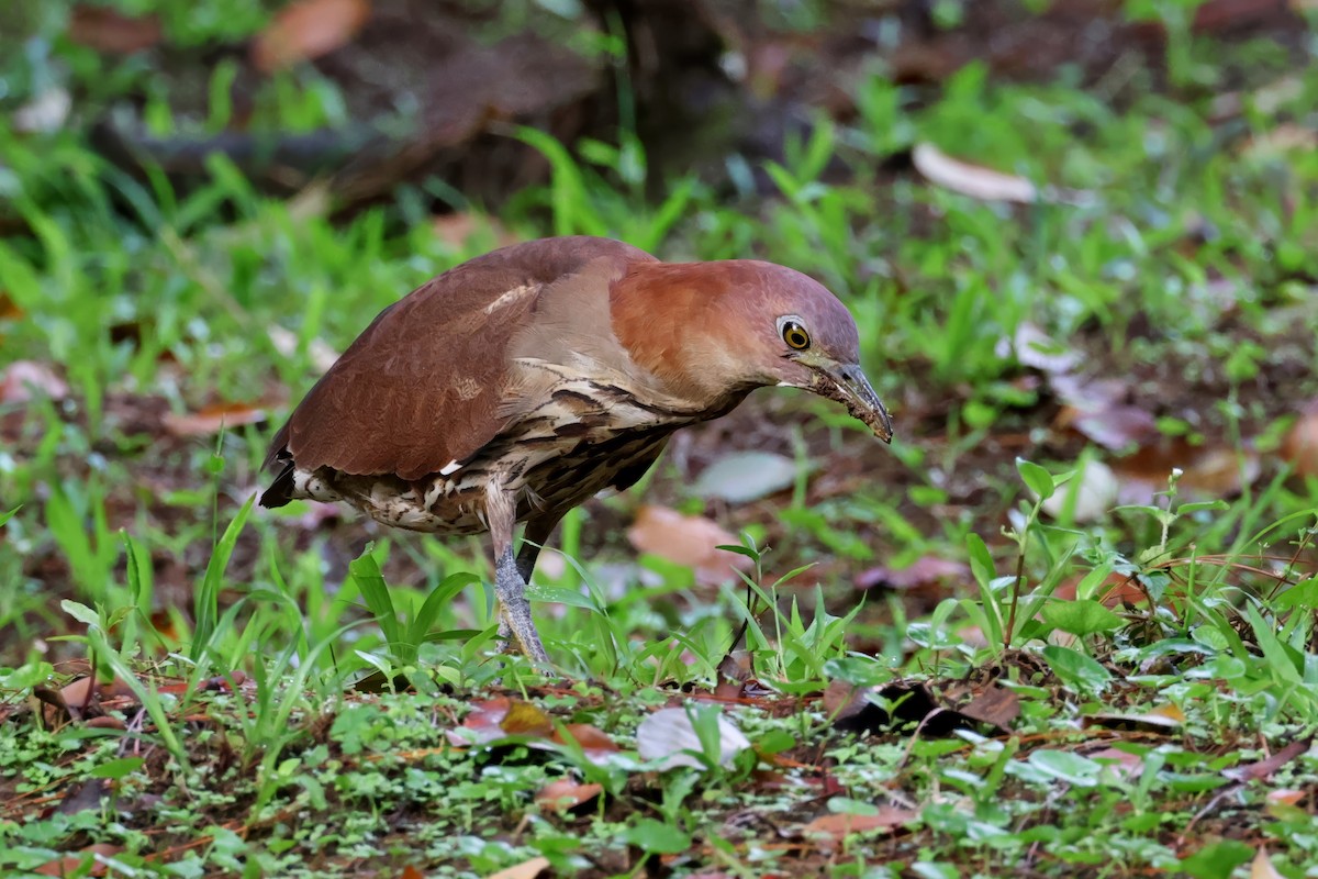 Japanese Night Heron - ML636363757