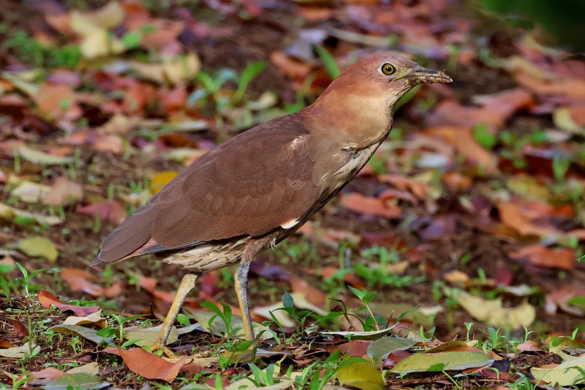 Japanese Night Heron - ML636363759
