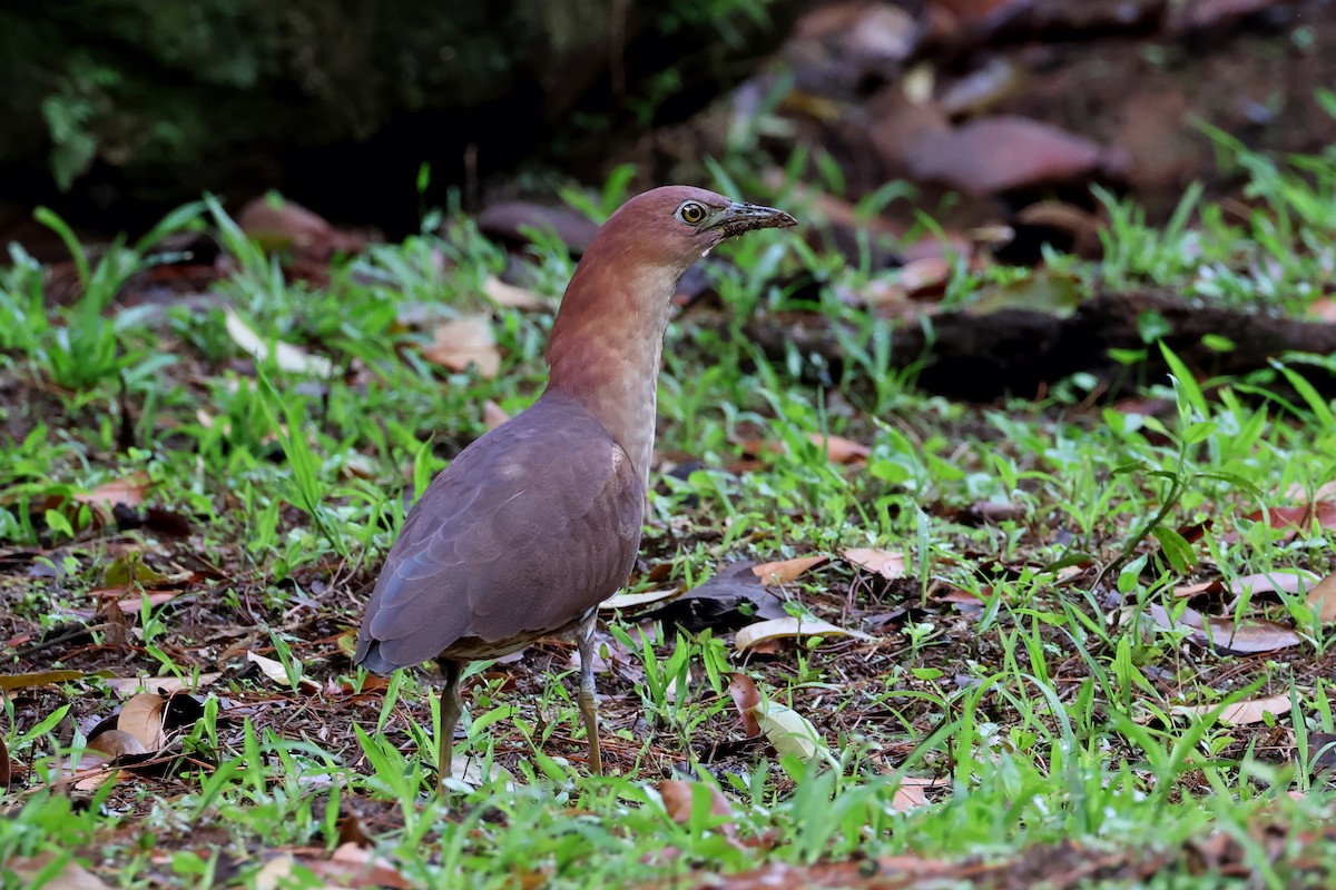 Japanese Night Heron - ML636363762