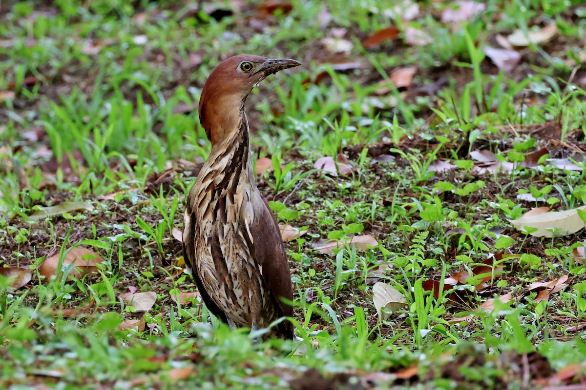 Japanese Night Heron - ML636363764