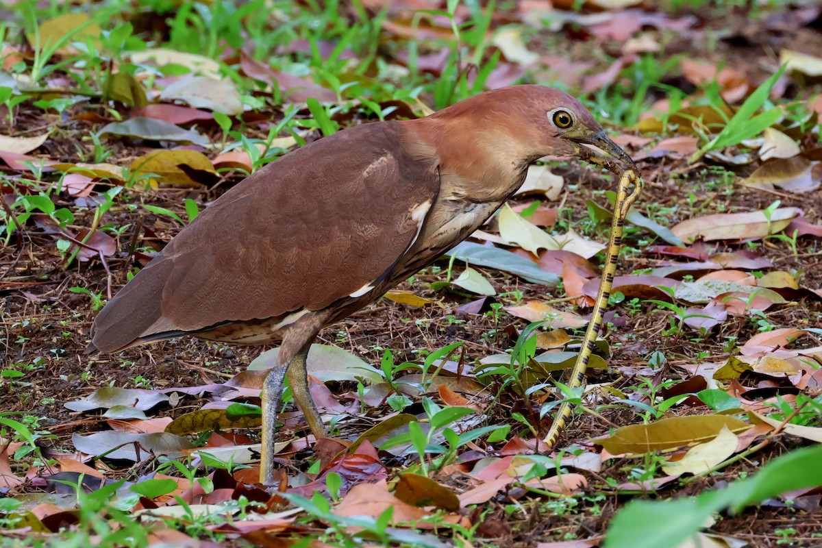 Japanese Night Heron - ML636363769