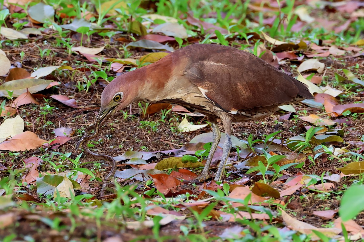Japanese Night Heron - ML636363770