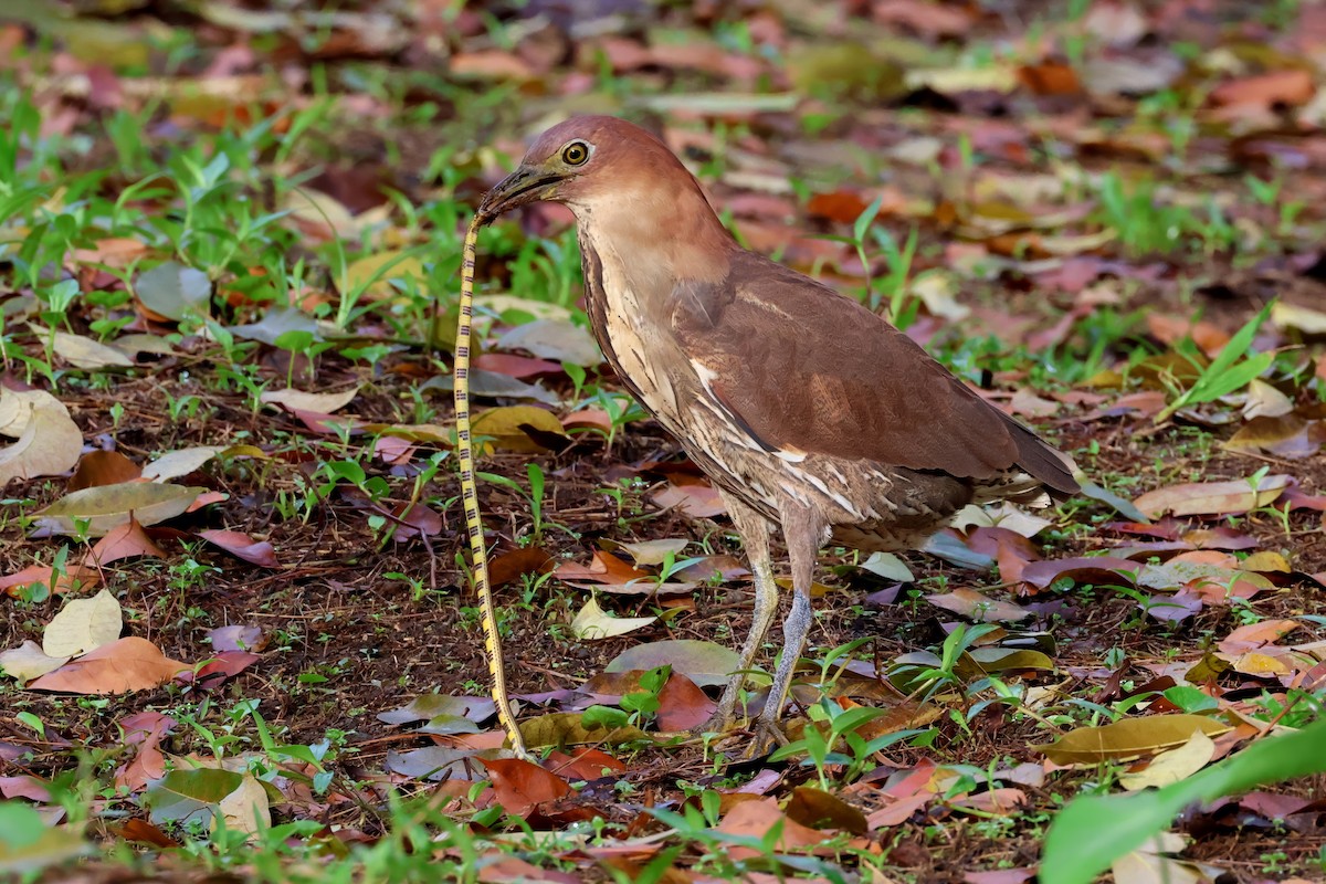 Japanese Night Heron - ML636363772