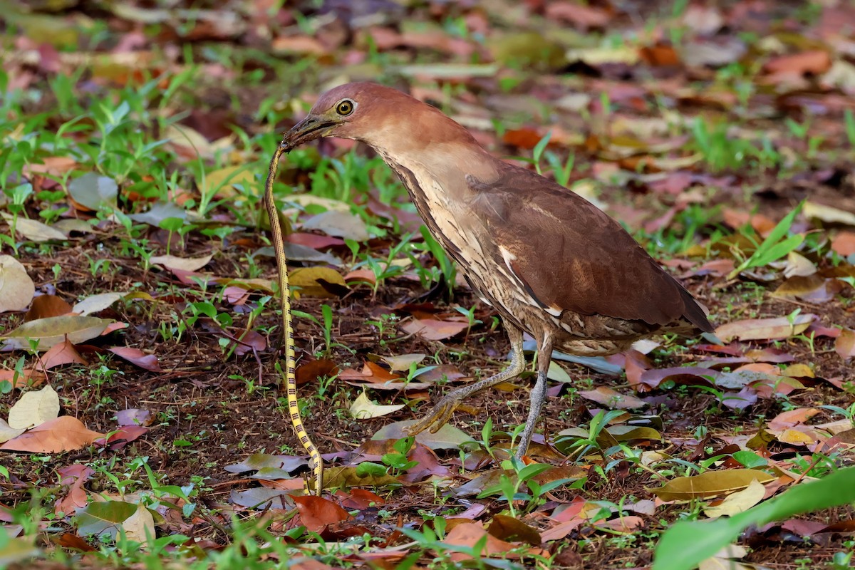 Japanese Night Heron - ML636363773