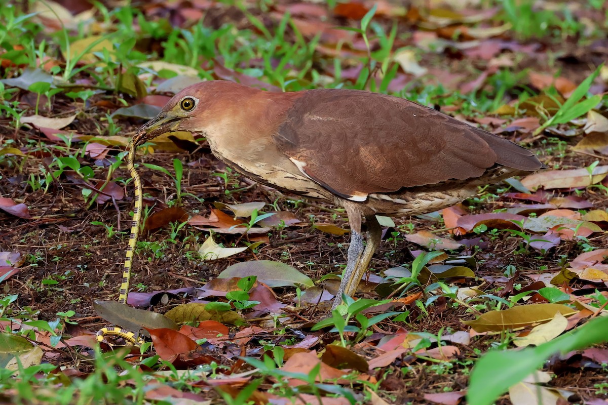 Japanese Night Heron - ML636363774