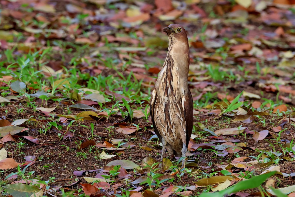Japanese Night Heron - ML636363775