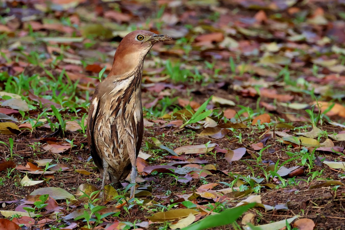Japanese Night Heron - ML636363776