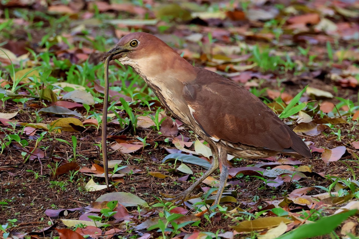 Japanese Night Heron - ML636363779